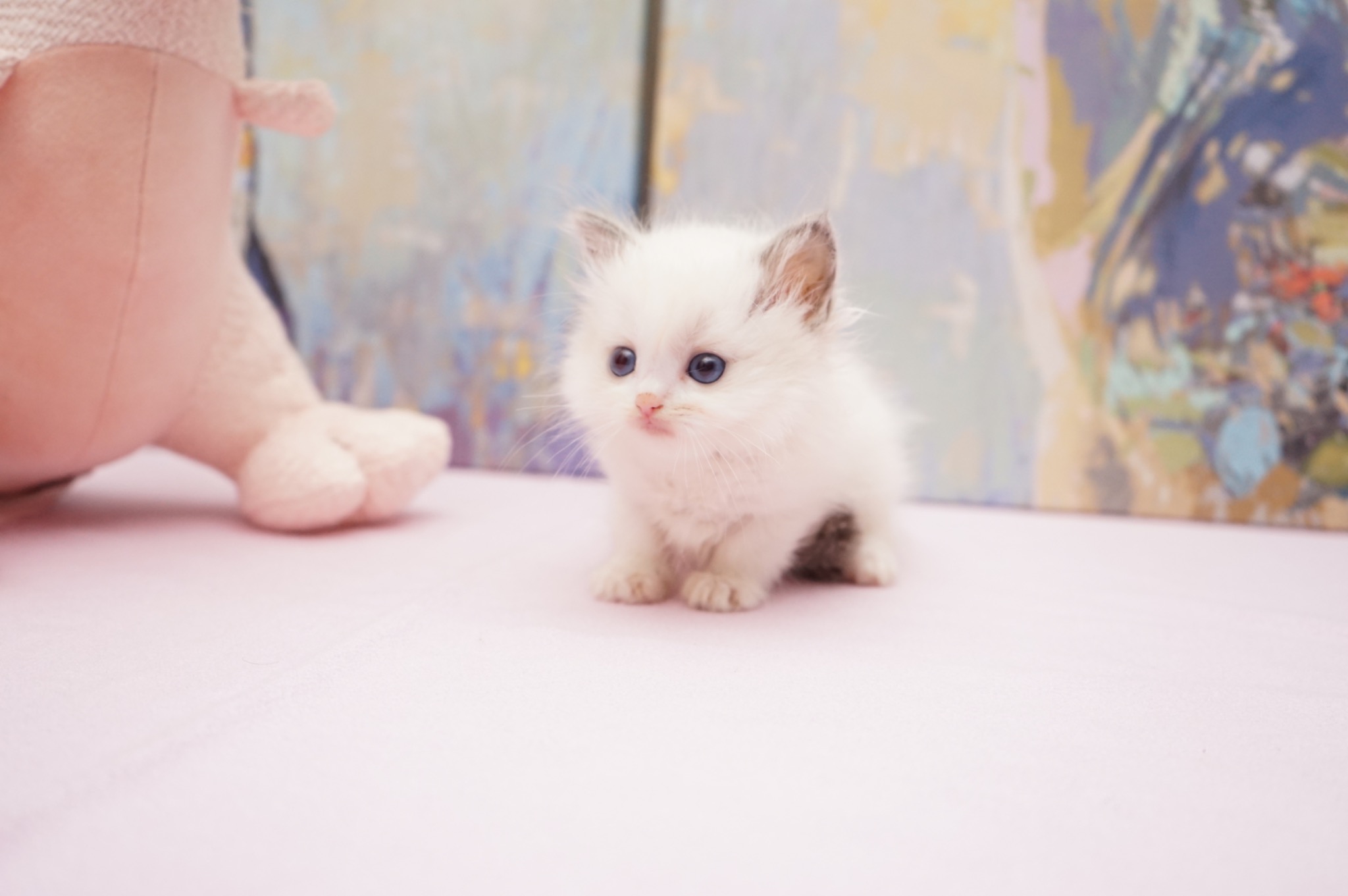 Sold Blue Point Bicolor Female Ragdoll kitten