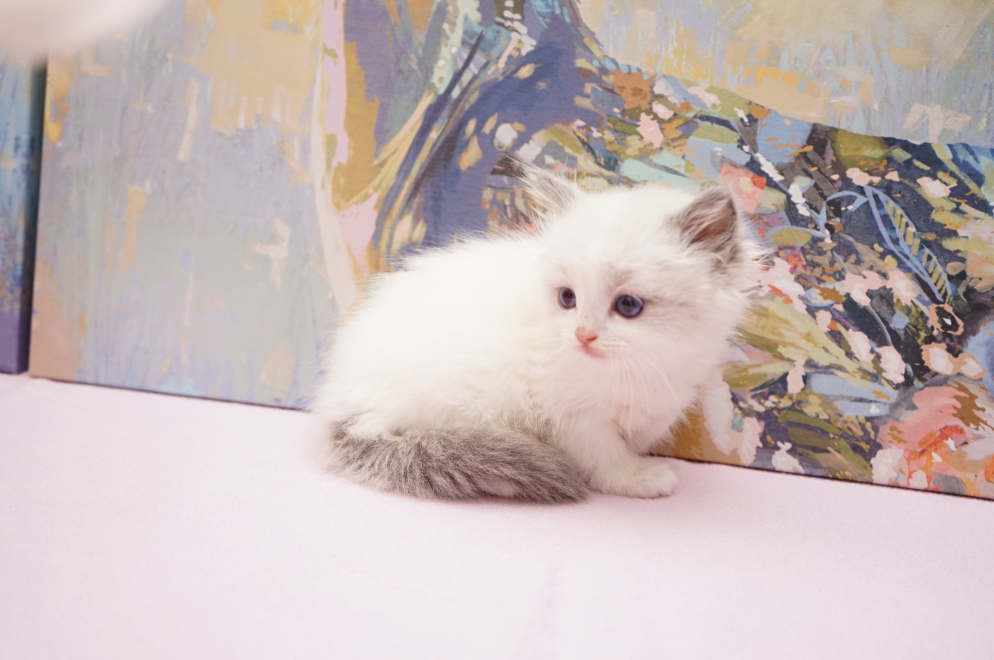 Sold Blue Point Bicolor Male Ragdoll kitten