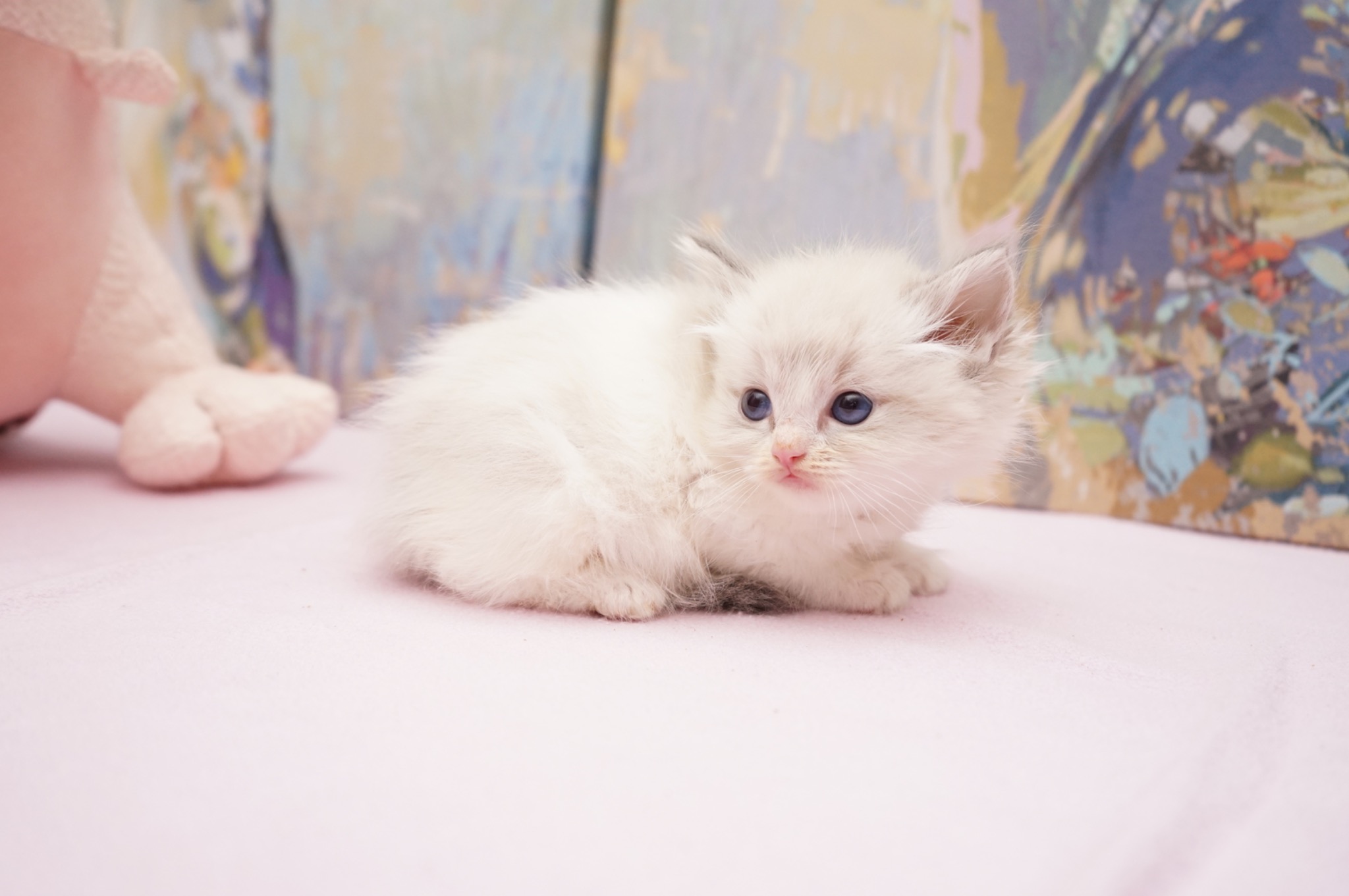 Sold Blue Point Lynx Bicolor Male Ragdoll kitten