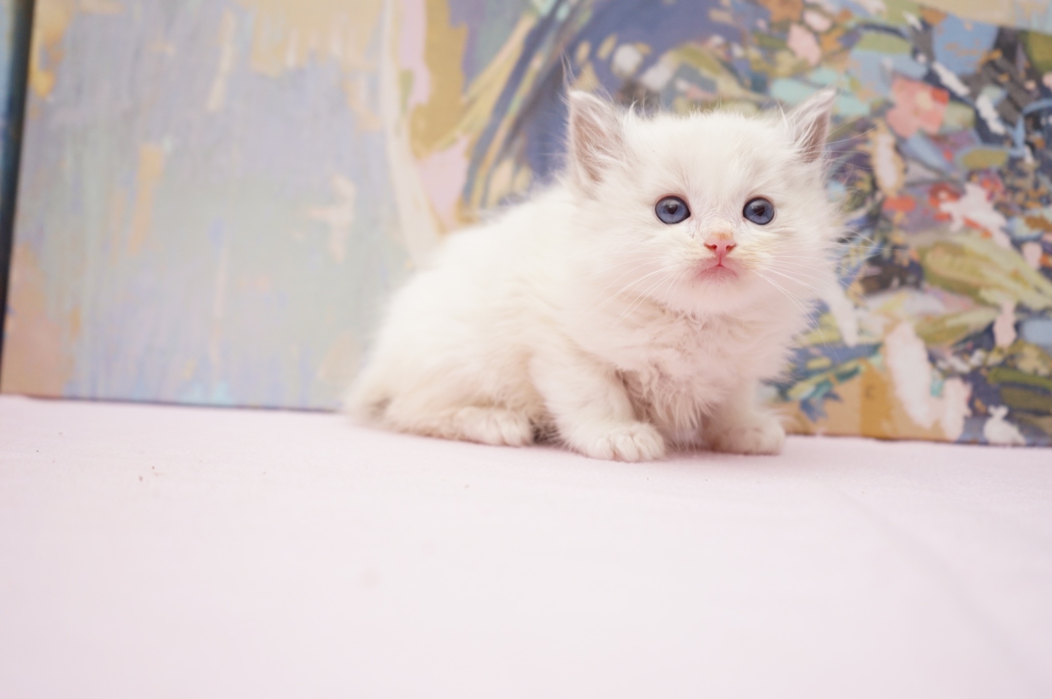 Sold Blue Point Bicolor Male Ragdoll kitten