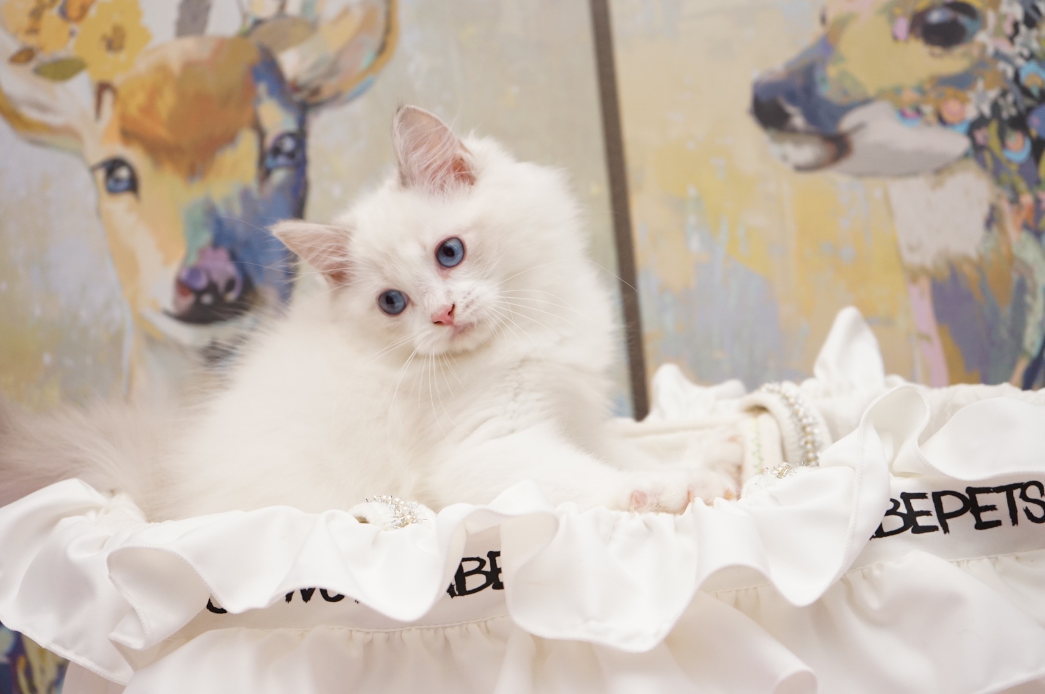 Sold Blue Lynx Bicolor Male Ragdoll kitten