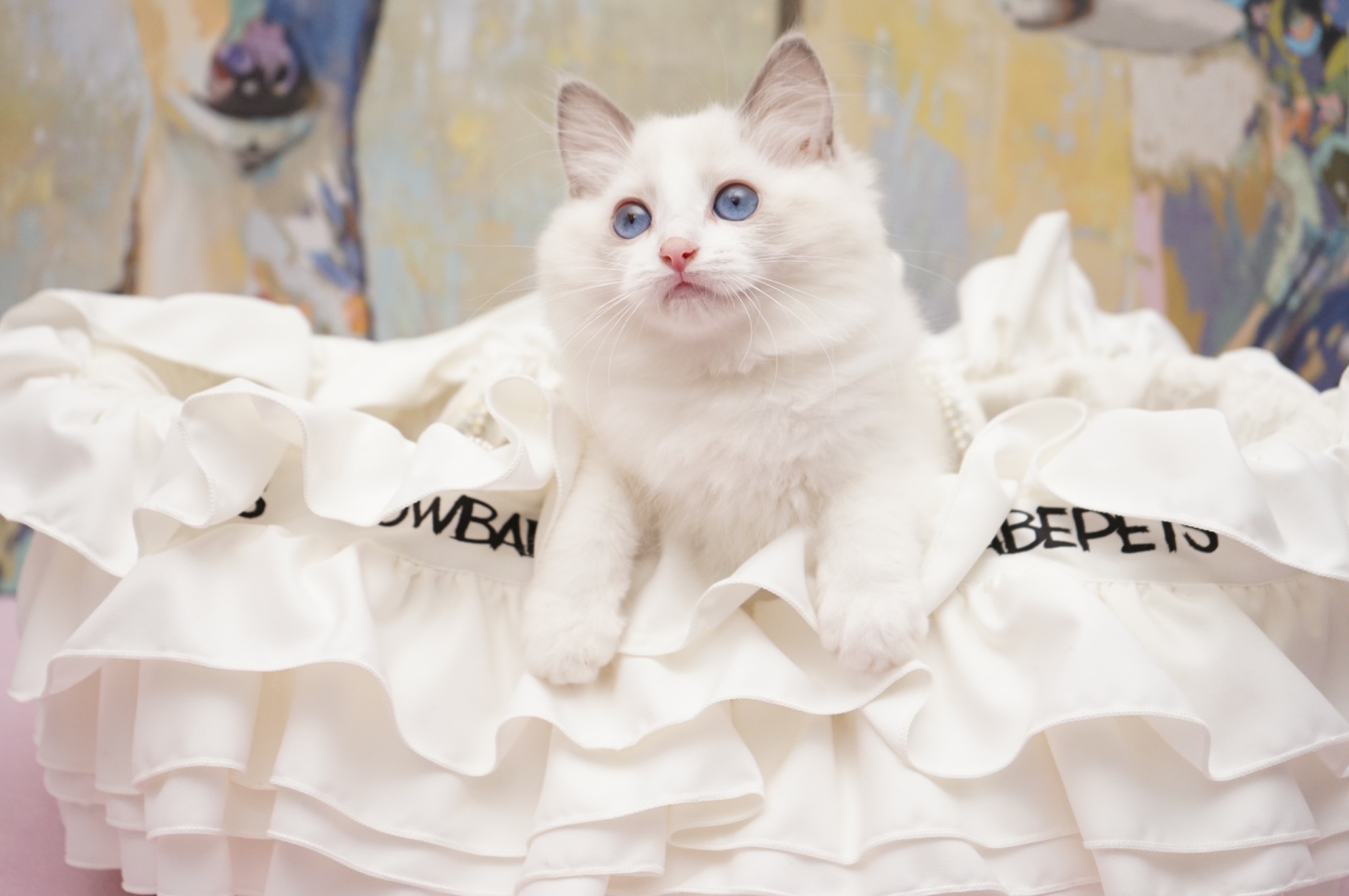 Sold Blue Point Bicolor Female Ragdoll kitten
