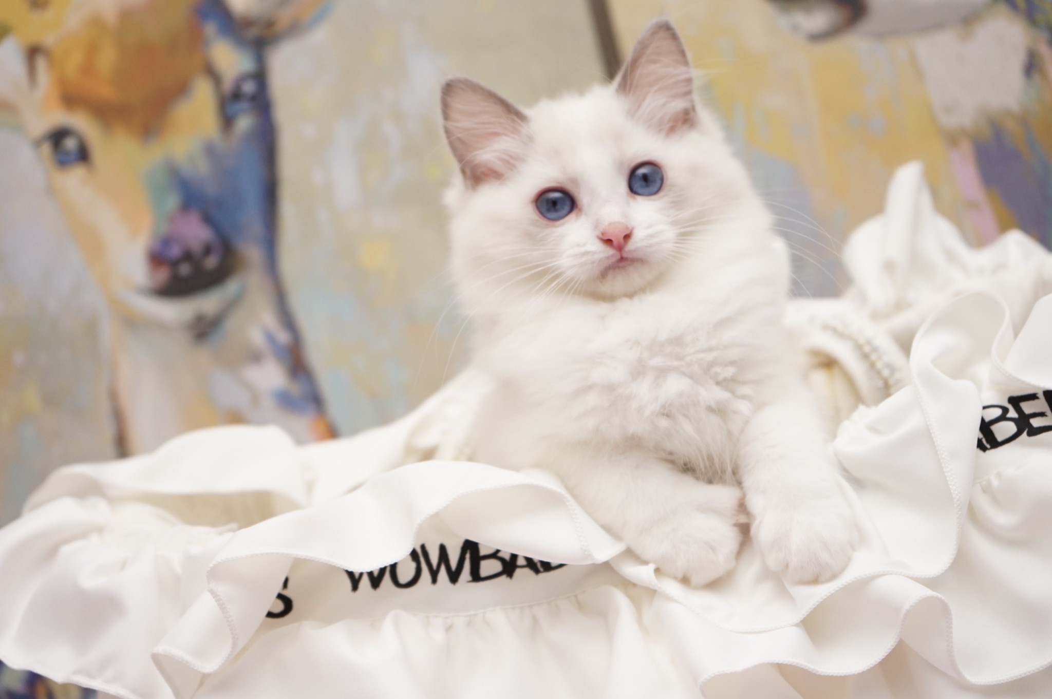 Sold Blue Point Bicolor Female Ragdoll kitten