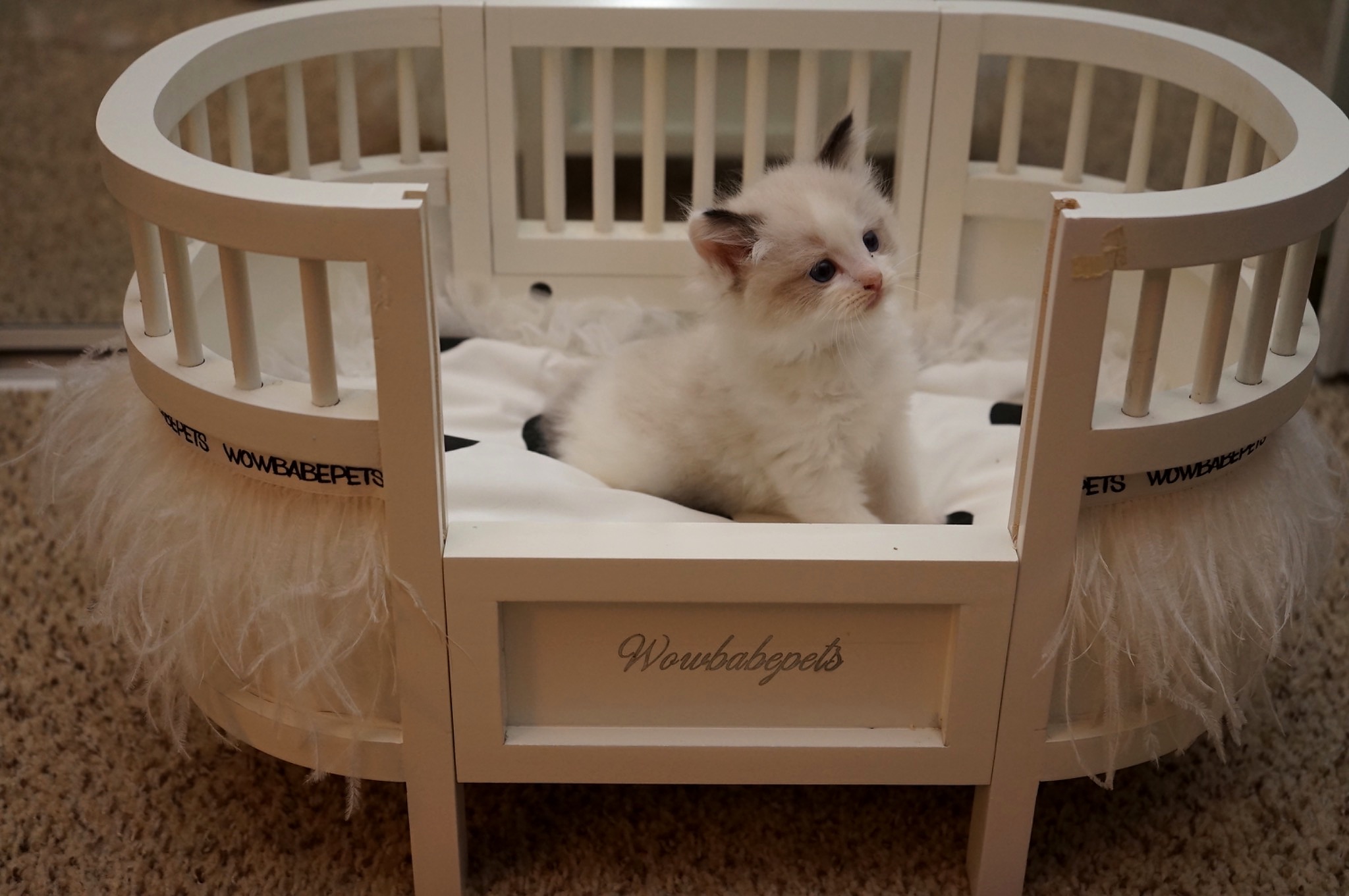 Sold Blue Point Bicolor Female Ragdoll kitten