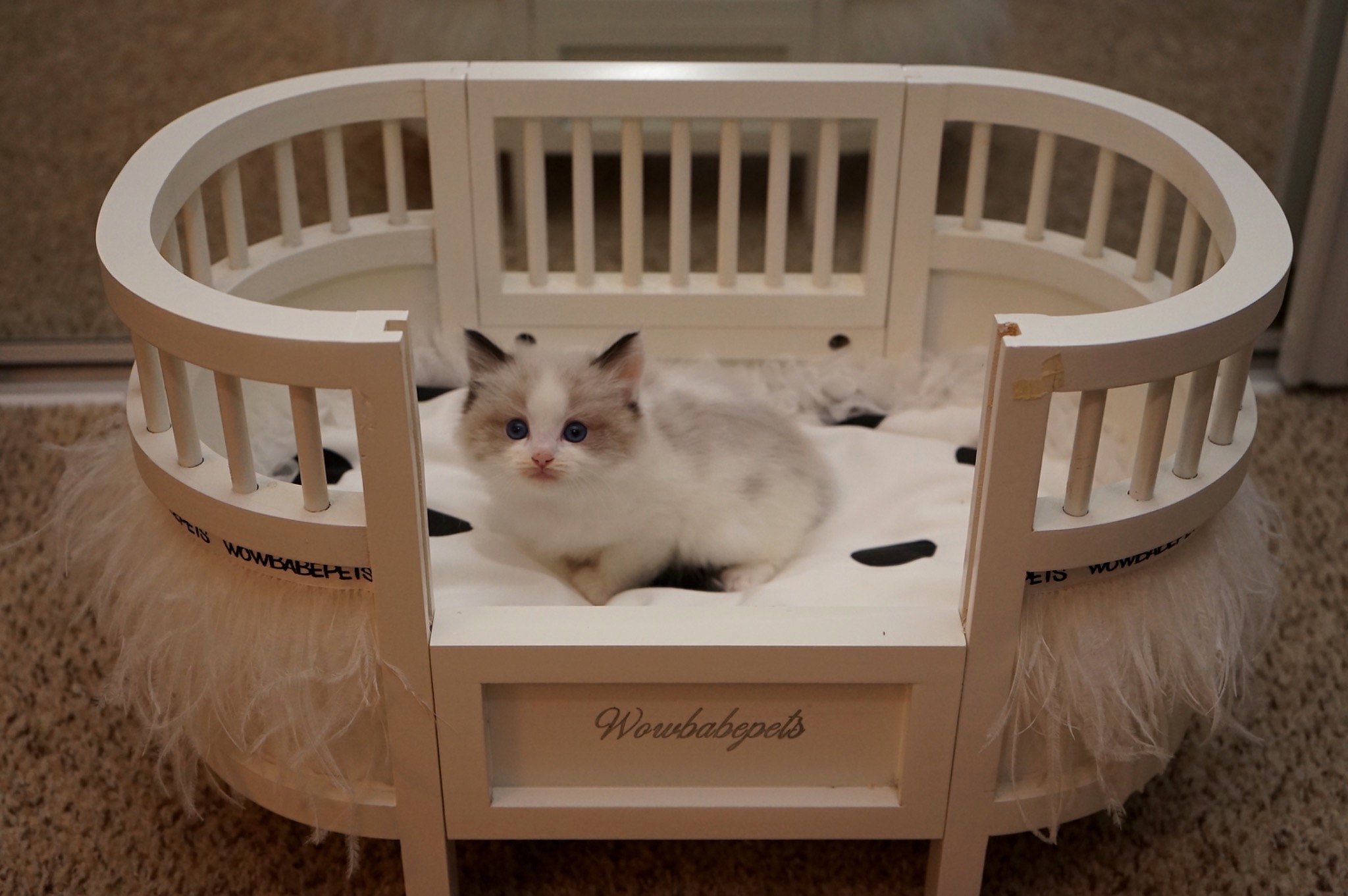 Sold Seal Point Bicolor Male Ragdoll kitten