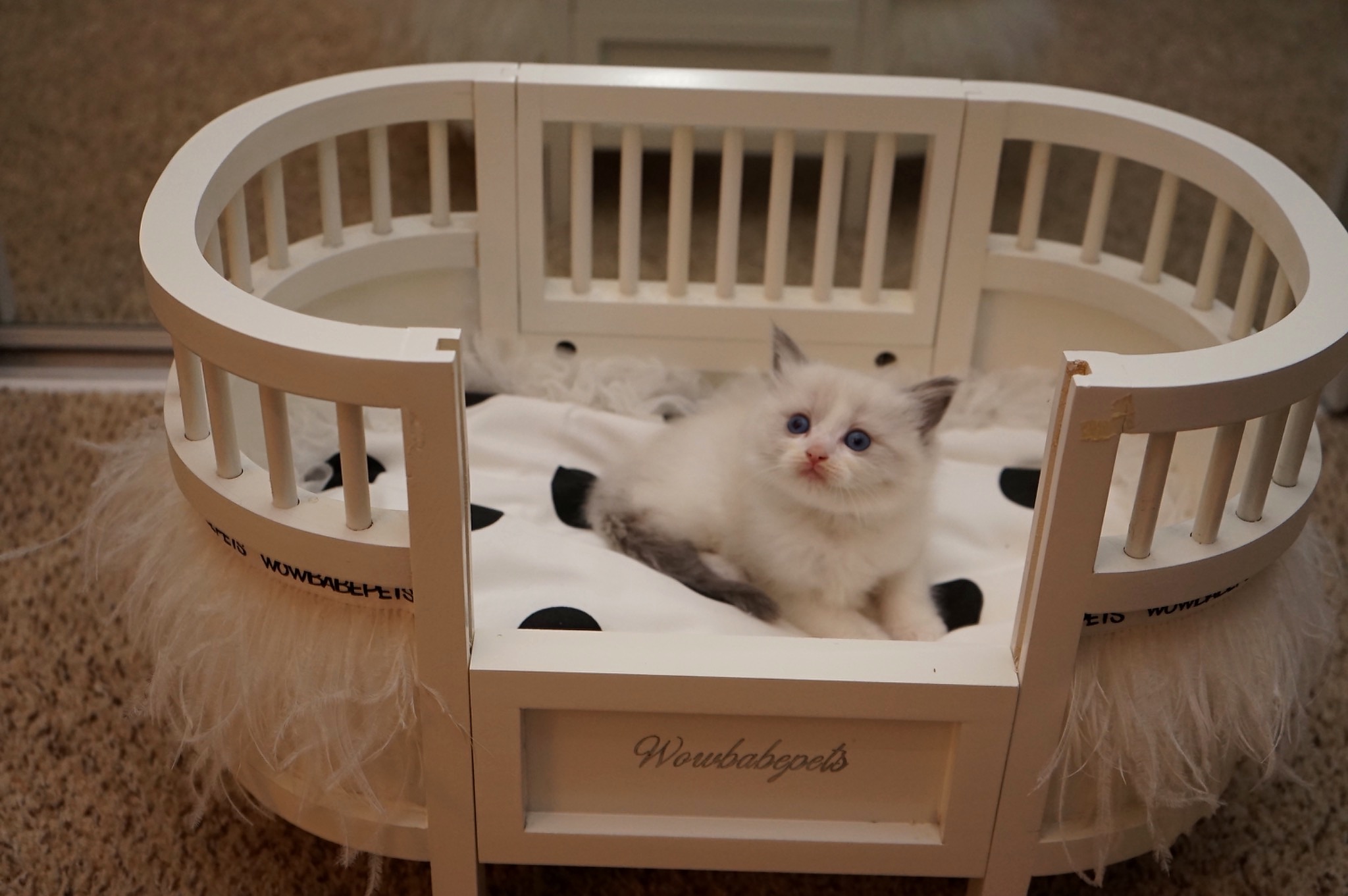 Sold Blue Point Bicolor Male Ragdoll kitten
