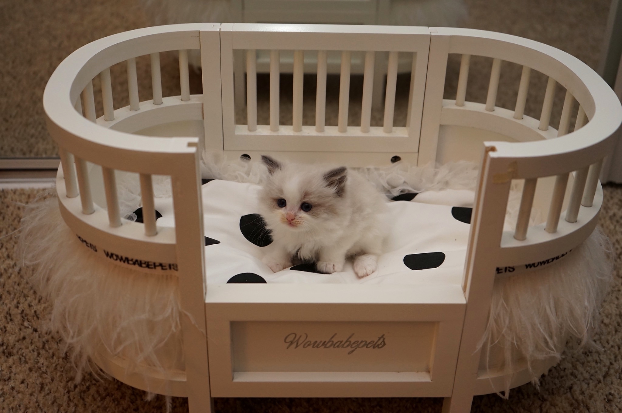 Sold Seal Point Bicolor Male Ragdoll kitten